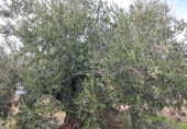 Land suitable for development for sale on España, Benamejí, ref: TR375708 photo