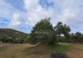 Land suitable for development for sale on España, Benamejí, ref: TR375708 photo