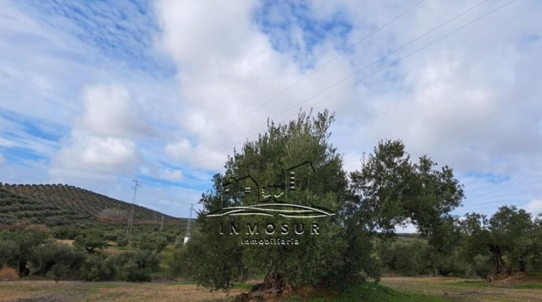 Córdoba - Benamejí - 320000m2