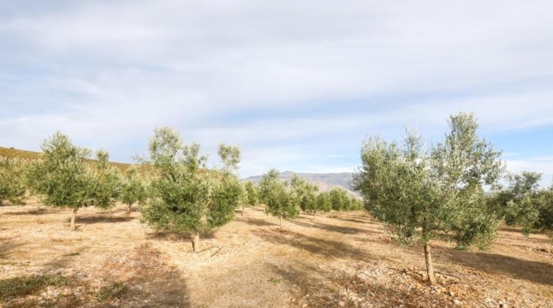 Granada - Cozvíjar - 160000m2