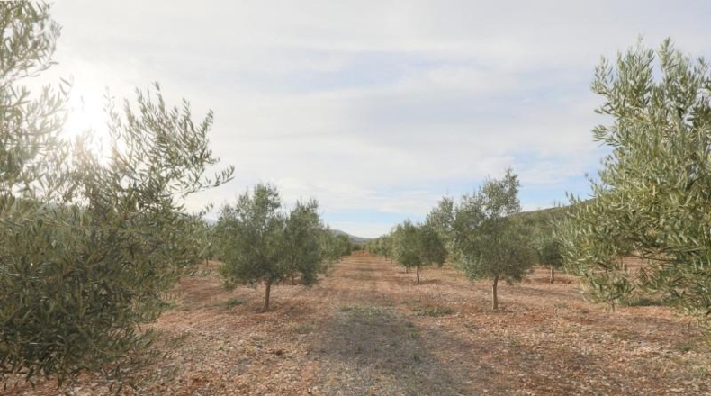 Granada - Cozvíjar - 160000m2