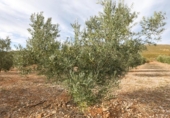 Non-developable land for sale on España, Cozvíjar, ref: TR372521 photo