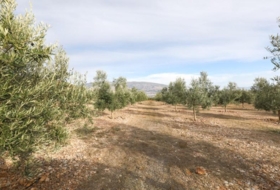 Cozvíjar 160000&nbsp;м²