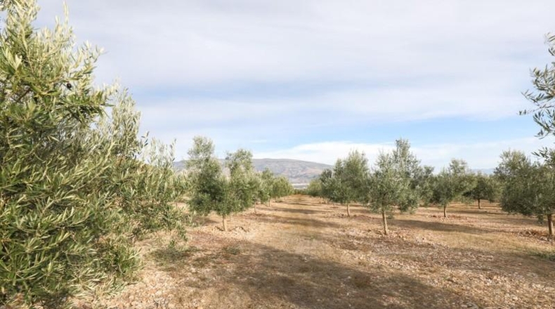 Granada - Cozvíjar - 160000m2