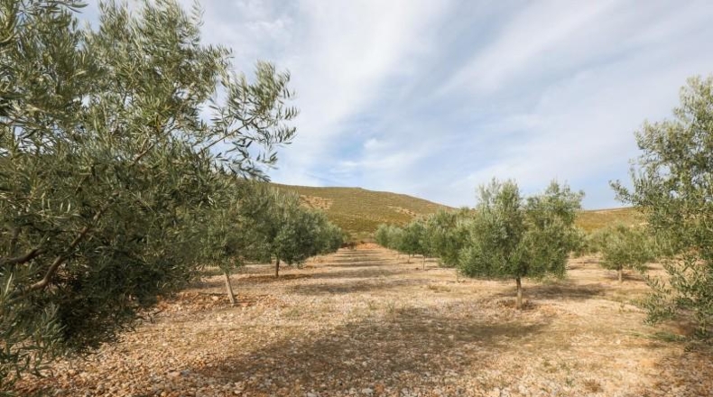 Granada - Cozvíjar - 160000m2