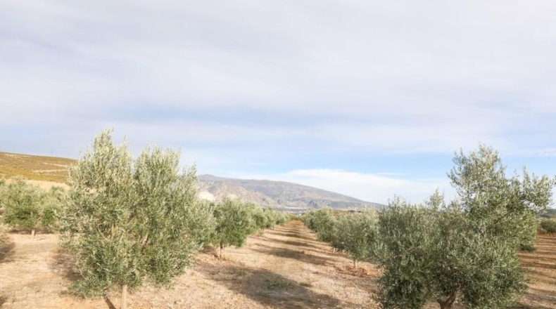 Granada - Cozvíjar - 160000m2