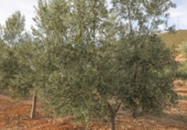 Non-developable land for sale on España, Cozvíjar, ref: TR371797 photo