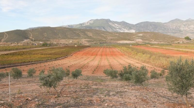 Granada - Cozvíjar - 160000m2