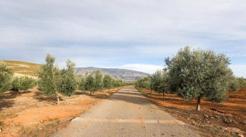 Granada - Cozvíjar - 160000m2