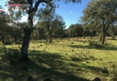 Xalet independent amb terreny en venda a la España, Torrecampo, ref.: TR352370 foto