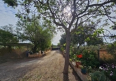 Detached villa with land for sale on España, Llucmajor, ref: TR337253 photo
