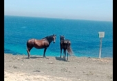 Xalet independent amb terreny en venda a la España, Tarifa, ref.: TR279268 foto