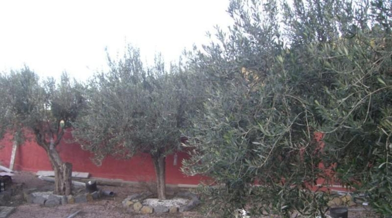 Alicante - Villajoyosa - 3200m2