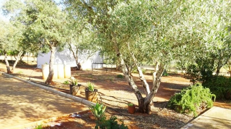 Sevilla - Mairena del Alcor - 1200m2