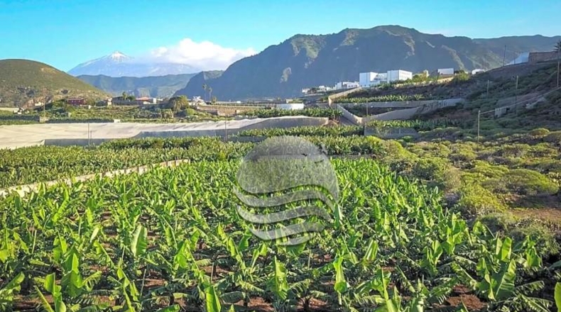 Santa Cruz de Tenerife - Buenavista del Norte - 15397m2