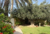 Detached villa with land for sale on España, Orihuela, ref: TR345687 photo