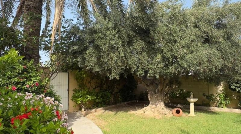 Alicante - Orihuela - 800m2