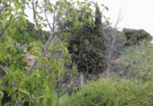 Terreny no urbanitzable en venda a la España, Dénia, ref.: TR115145 foto