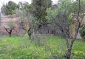 Terreny no urbanitzable en venda a la España, Dénia, ref.: TR115145 foto