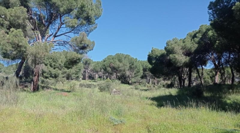 Community of Madrid - Pelayos de la Presa - 7800m2