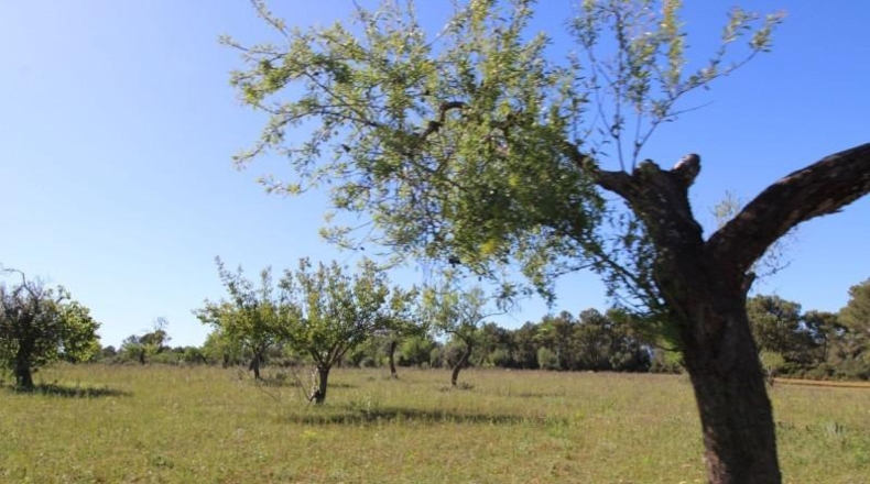 Islas Baleares - Algaida - 314282m2