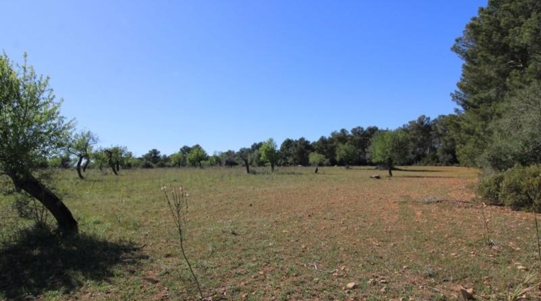 Islas Baleares - Algaida - 314282m2