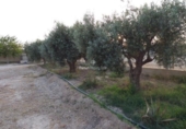 Terreno no urbanizable en venta en la España, Elche, ref: TR178246 foto