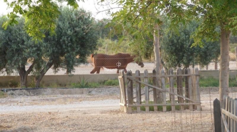 Alicante - Elx - 11477m2