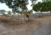 Terreno no urbanizable en venta en la España, Elche, ref: TR178246 foto