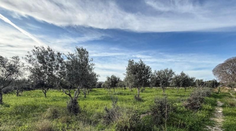 Balearic Islands - Selva - 15300m2