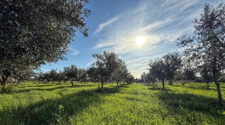 Balearic Islands - Selva - 15300m2