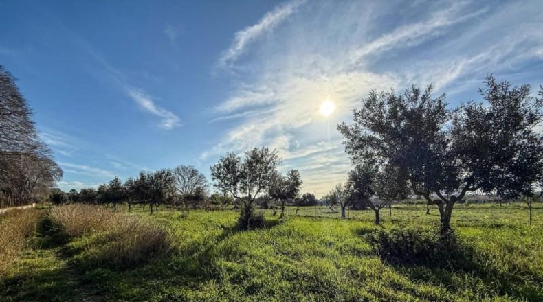 Balearic Islands - Selva - 15300m2