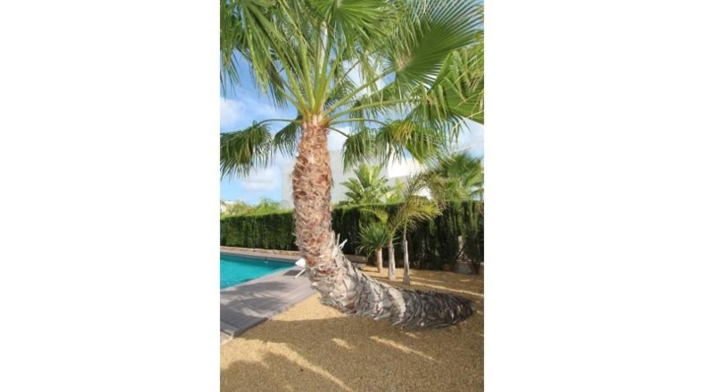 Alicante - Rojales - 530m2