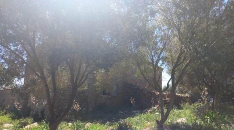 Islas Baleares - Sant Llorenç des Cardassar - 50000m2