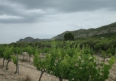 Xalet independent amb terreny en venda a la España, Iecla, ref.: TR146868 foto