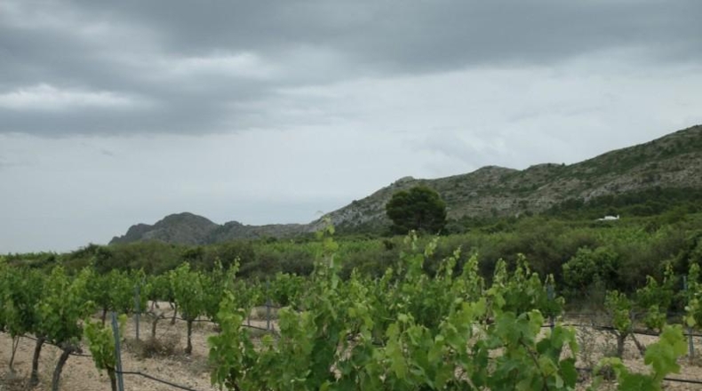 Murcia - Yecla - 20000m2