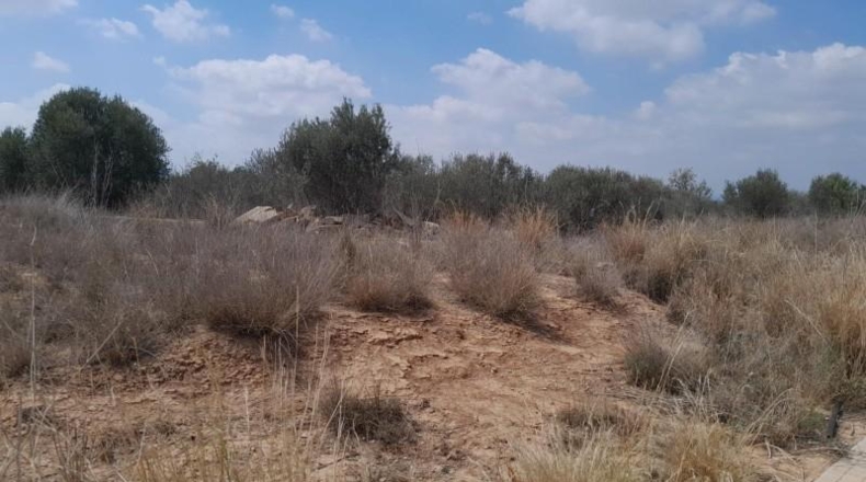 Valencia - Liria - 7160m2