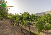 Chalet independiente con terreno en venta en la España, Alfacar, ref: TR269220 foto
