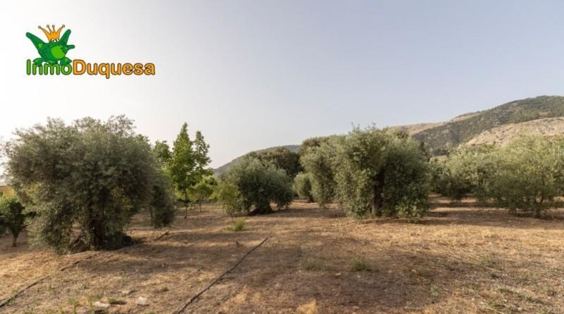 Granada - Alfacar - 7000m2