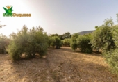 Chalet independiente con terreno en venta en la España, Alfacar, ref: TR269220 foto