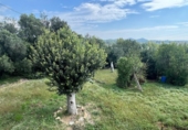 Casa de camp amb terreny en venda a la España, Tordera, ref.: TR356177 foto