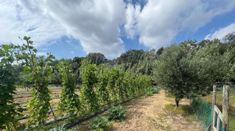 Barcelona - Tordera - 650m2