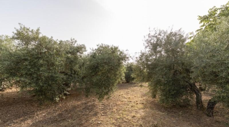 Granada - Alfacar - 300m2