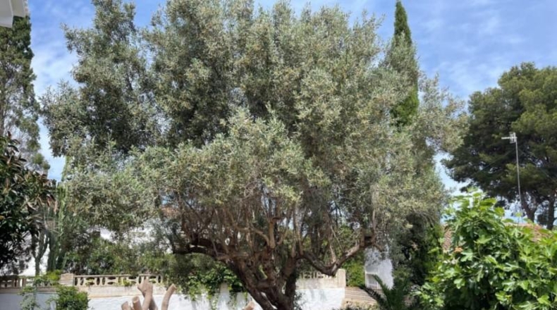 Аликанте - Denia - 1436m2