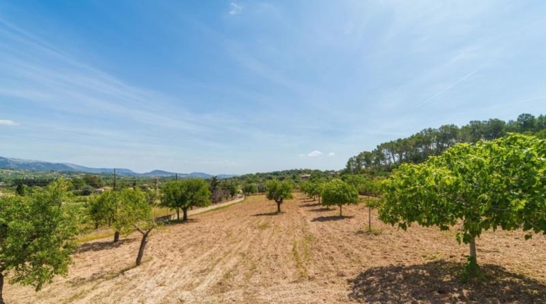 Islas Baleares - Selva - 17581m2