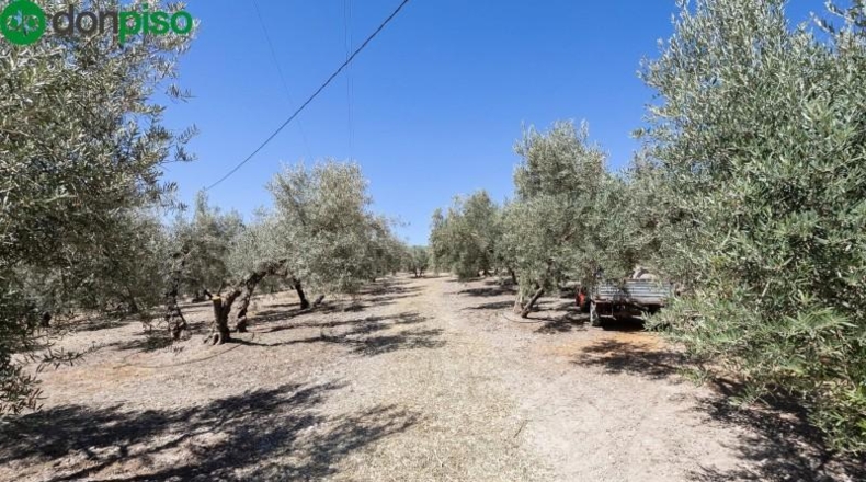 Granada - Montefrío - 8500m2