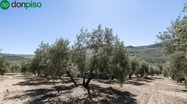 Granada - Montefrío - 8500m2