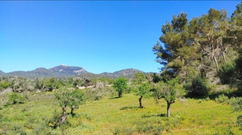 Illes Balears - Felanitx - 23000m2