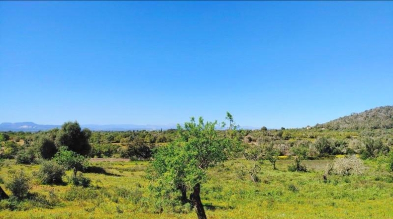 Illes Balears - Felanitx - 23000m2