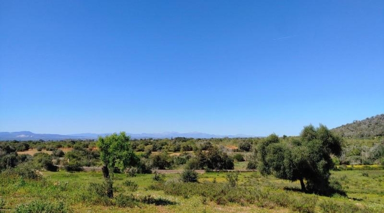 Illes Balears - Felanitx - 23000m2
